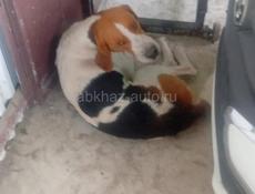 Пропала в районе Аэропорт, Пшап, Гулирипш. 
