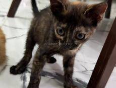Котята в хорошие руки 