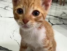 Котята в хорошие руки 