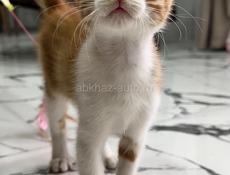 Котята в хорошие руки 