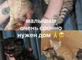 Новый афон 