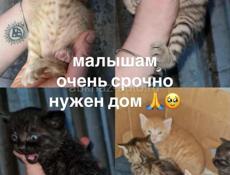 Новый афон 
