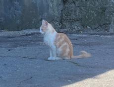 Раскошный кот