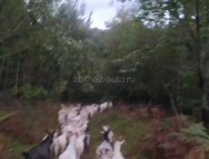Козы оптом по 20 тыс 35 голов 