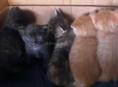 Отдадим котят в добрые руки