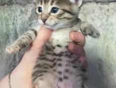Отдадим котят в добрые руки