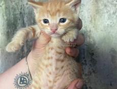Отдадим котят в добрые руки