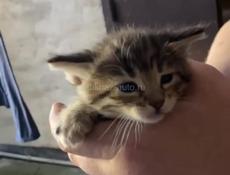 Отдадим котят в добрые руки