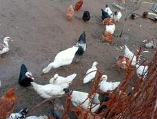 Утки