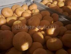 Куплю Мандарин  Сентябрьский 🍊 