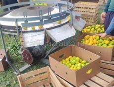 ПОКУПАЮ МАНДАРИН 🍊🍊🍊