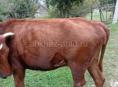 Продаётся на мясо 
