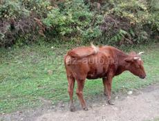 Продаётся на мясо