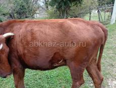 Продаётся на мясо 