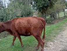 Продаётся на мясо