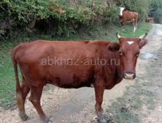 Продаётся на мясо