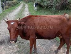 Продаётся на мясо