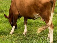 Продается корова 