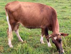 Продается корова 