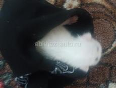Кот