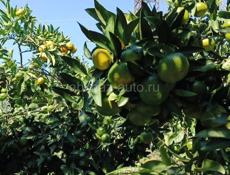 Требуется мастер