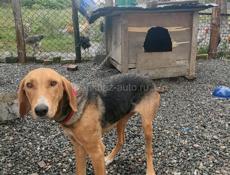 Продам собаку 🐶