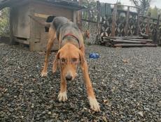 Продам собаку 🐶