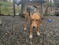 Продам собаку 🐶