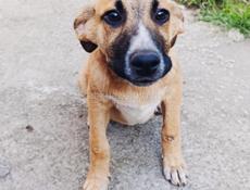 Мальчики щенки в ответственные руки