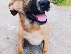 Мальчики щенки в ответственные руки