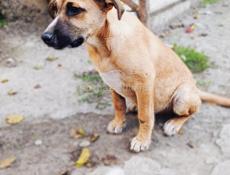 Мальчики щенки в ответственные руки