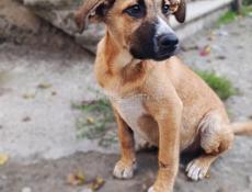 Мальчики щенки в ответственные руки