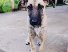 Мальчики щенки в ответственные руки