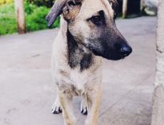 Мальчики щенки в ответственные руки