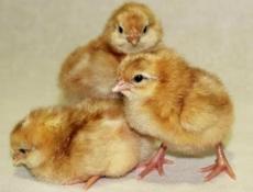 Продам цыплят(петушки) 