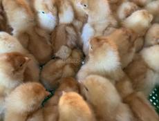 Продам цыплят(петушки) 