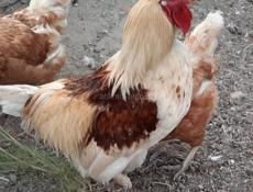 Продам цыплят(петушки) 