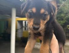 Щенки в добрые руки