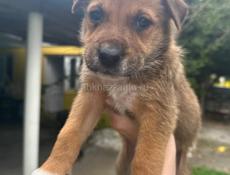 Щенки в добрые руки