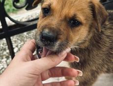 Щенки в добрые руки