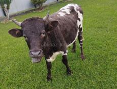 Продажа ,вес 100 кг цена договорная..