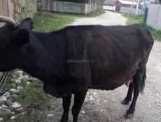Продаются две коровы