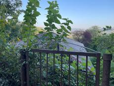 15 соток ,Патейпа-Чанба цена снижена