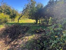 Продам участок цитрусовый савхоз 