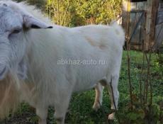 Козлик харошы 2 года не кострат породистый 