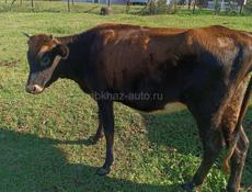 Продаются коровы