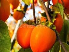 Сами соберём и доставим 