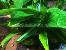 Женское счастье