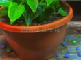 Мужское счастье