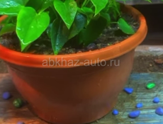 Мужское счастье 